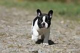 BOULEDOGUE FRANCAIS 391